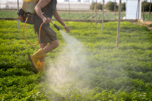Best Insect Control  in West Odessa, TX