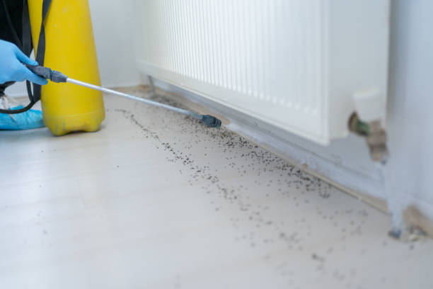 Insect Control in West Odessa, TX